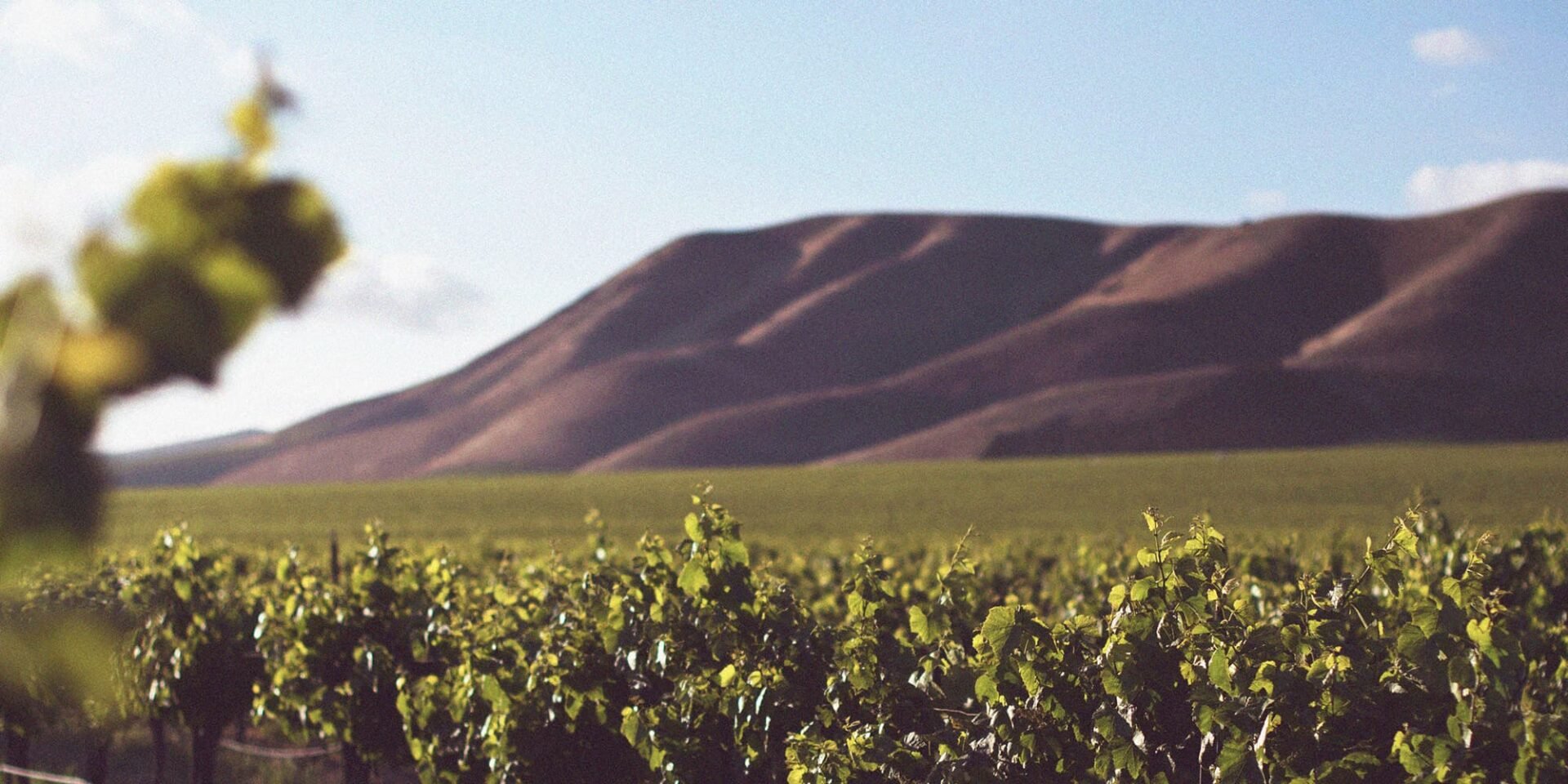 Vineyard with lush vines before rolling hills.